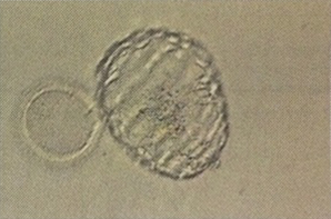 Embryo-4